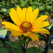 Heliopsis helianthoides var. scabra 'Punto Russo' - punto russo smooth ox-eye