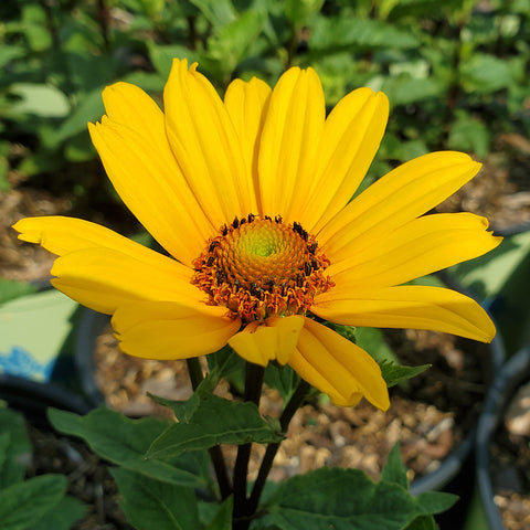 Heliopsis helianthoides var. scabra 'Punto Russo' - punto russo smooth ox-eye