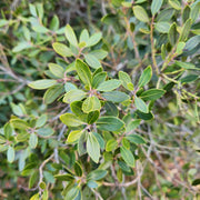 Ilex glabra Forever Emerald™ - inkberry