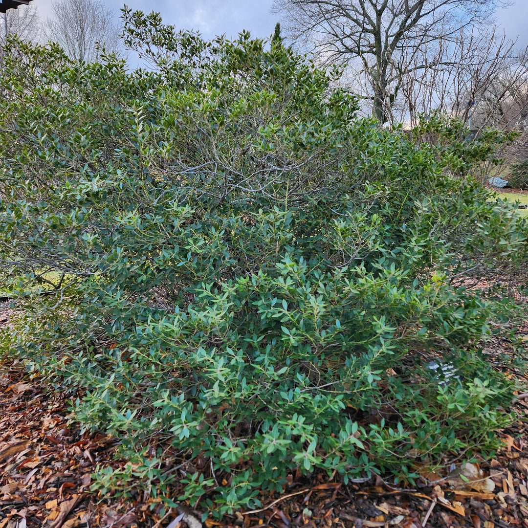 Buy Forever Emerald™ Inkberry at your local garden center