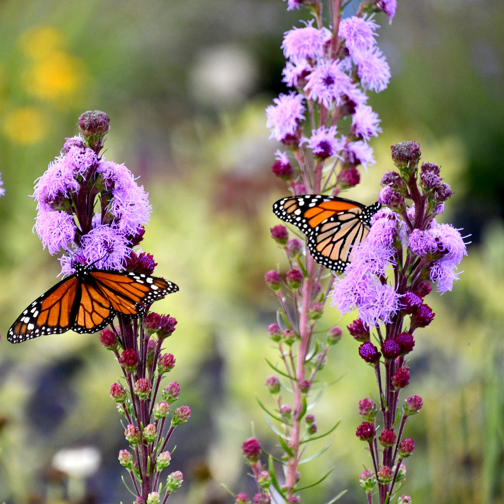 Liatris ligulistylis 'Butterfly Magnet' - meadow blazing star