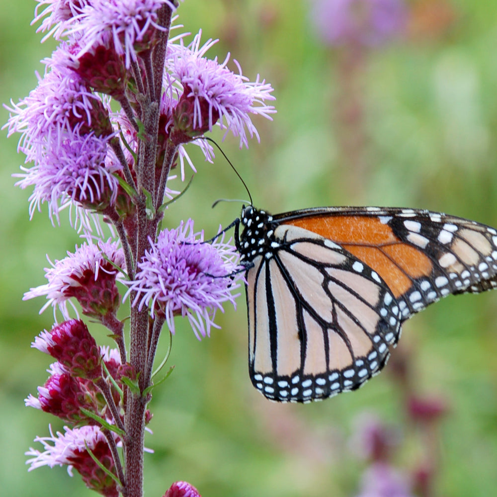 Liatris_Butterfly_Magnet_Cintr