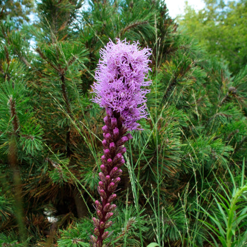 Liatris scariosa 'September Glory' - September Glory Gayfeather