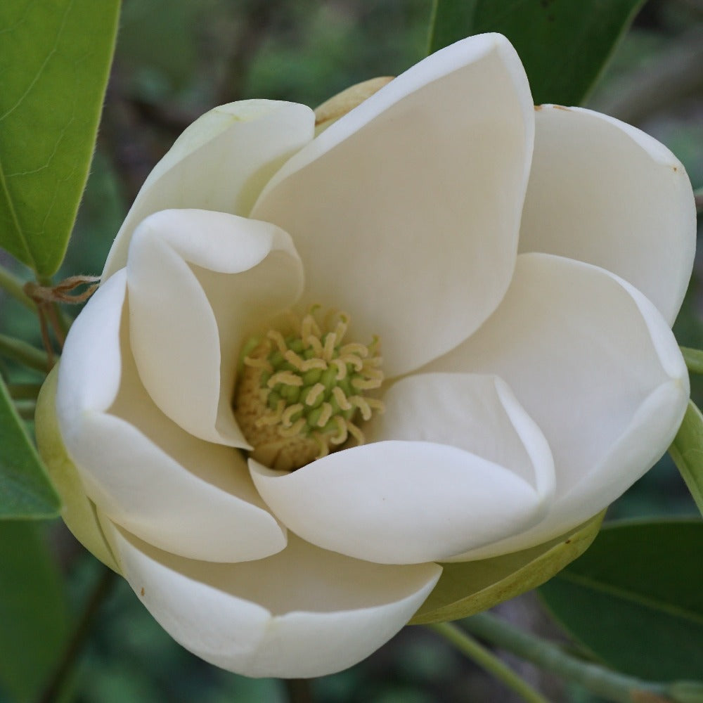 Sweetbay Magnolia Native Range