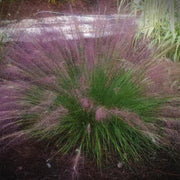 Muhlenbergia capillaris 'Fast Forward' - Fast Forward Muhly Grass