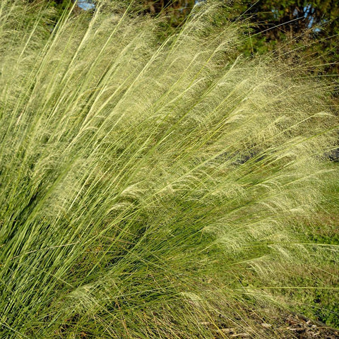 Muhlenbergia capillaris 'White Cloud' - White Cloud Muhly Grass