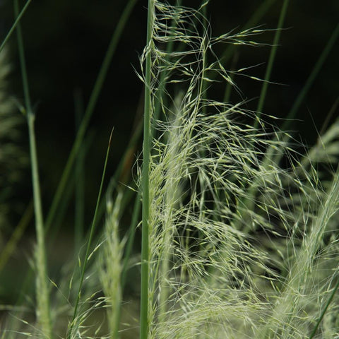 Muhlenbergia capillaris 'White Cloud' - White Cloud Muhly Grass