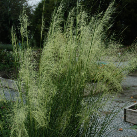 Muhlenbergia capillaris 'White Cloud' - White Cloud Muhly Grass