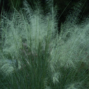 Muhlenbergia capillaris 'White Cloud' - White Cloud Muhly Grass