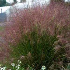 Muhlenbergia capillaris 'Fast Forward' - Fast Forward Muhly Grass