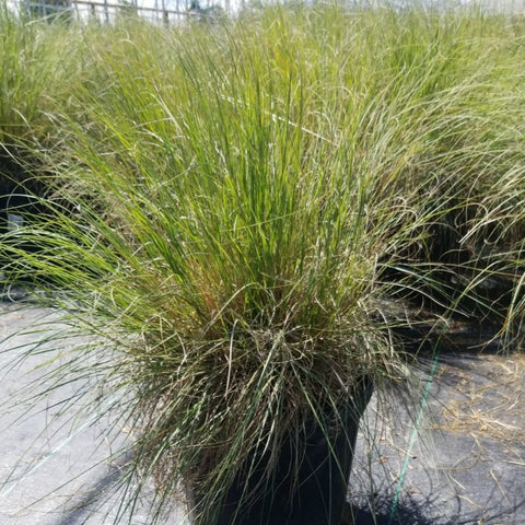 Muhlenbergia reverchonii Undaunted®  - Muhly Grass