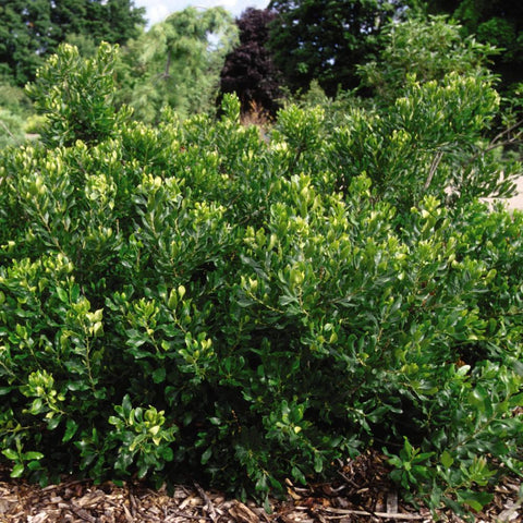 Myrica pensylvanica 'Brave Athena' - Northern Bayberry