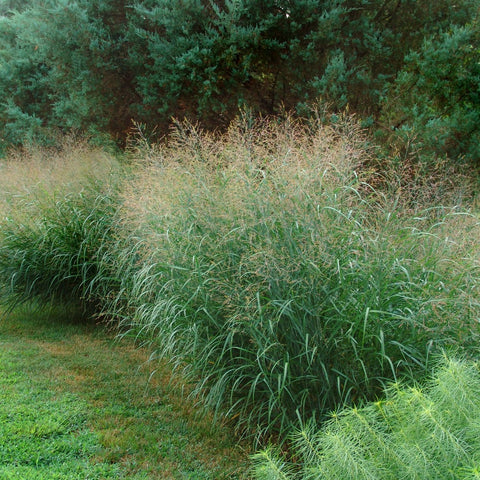 Panicum virgatum - Switch Grass