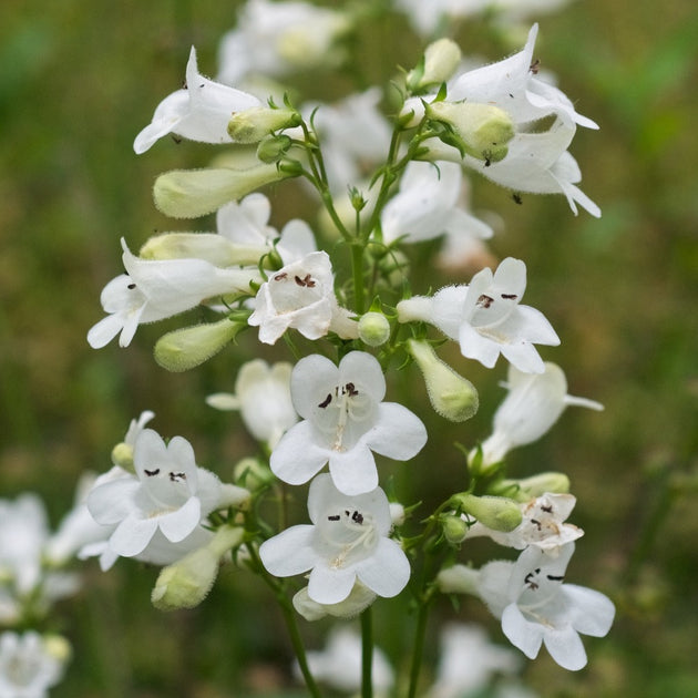 Native Penstemon Buy Beardtongue at your local garden center! – American Beauties Native ...