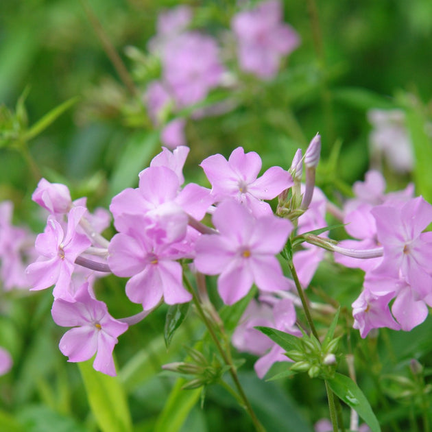 Buy Woodland Phlox at your local garden center! – American Beauties ...