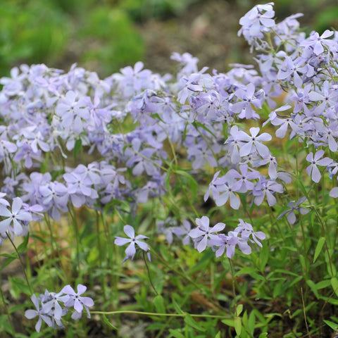 Phlox divaricata - Woodland phlox