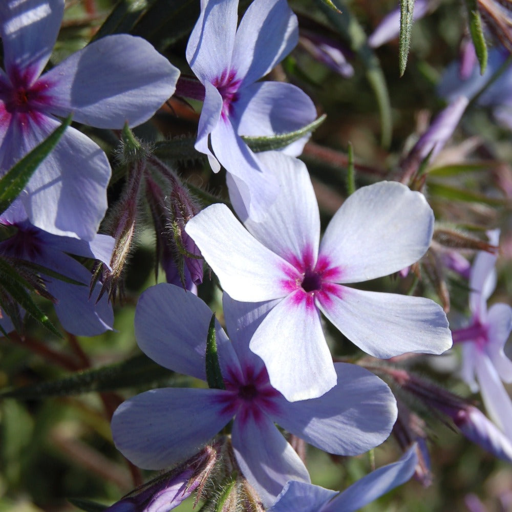 Buy Woodland Phlox at your local garden center! – American