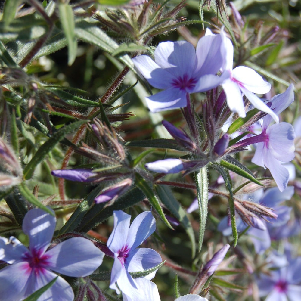 Buy Woodland Phlox at your local garden center! – American