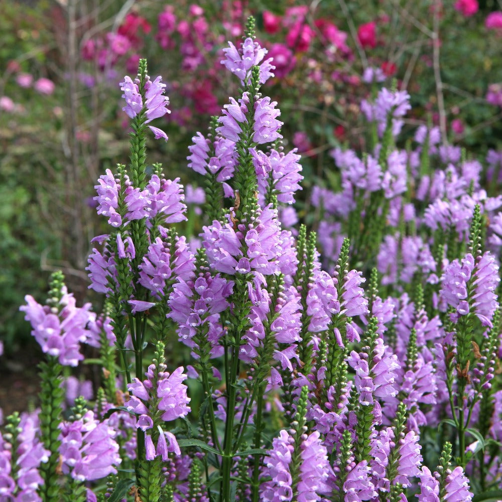 lavender obedient plant Buy obedient plant at your local garden center! – American Beauties Native Plants