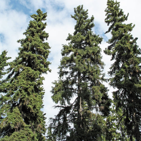 Picea glauca - White Spruce