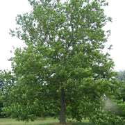 Image Credit: Wikipedia