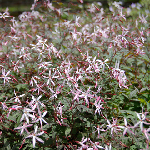 Image Credit: North Creek Nursery