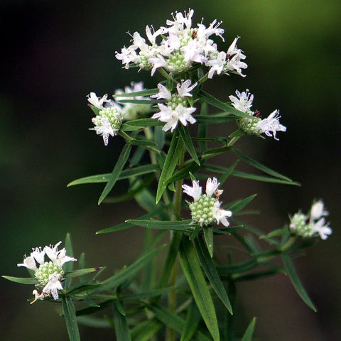 Pycnanthemum virginianum - Virginia mountain mint