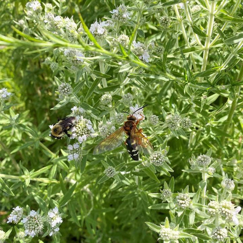 Pycnanthemum verticillatum var. pilosum - Hairy Mountain Mint