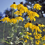 Rudbeckia grandiflora Sundance - Coneflower