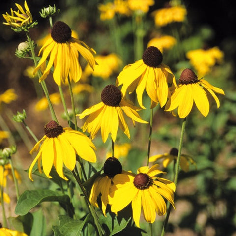 Rudbeckia grandiflora Sundance - Coneflower