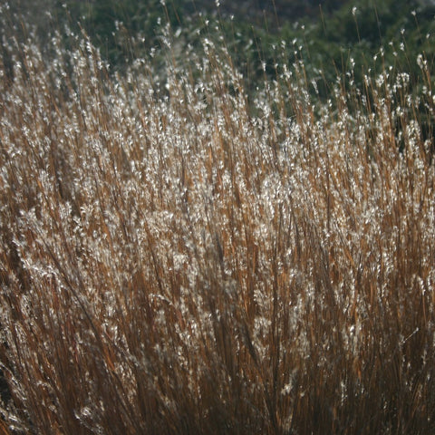 Schizachyrium scoparium 'Carousel' - Carousel Little Bluestem