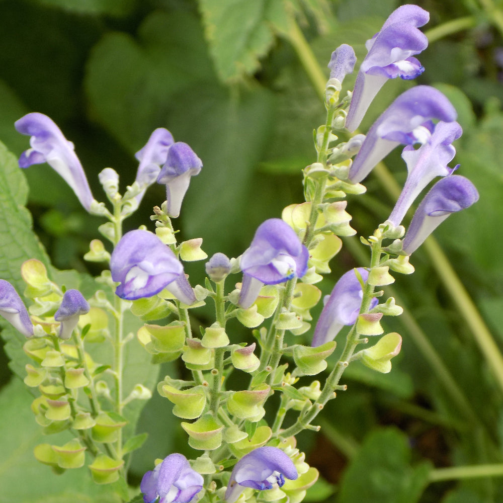 scutellaria altissima l Buy Downy Scullcap at your local garden center! – American Beauties Native Plants