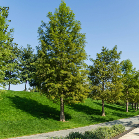 Taxodium distichum - Bald Cypress