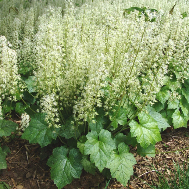 Buy Brandywine Foamflower at your local garden center! – American ...