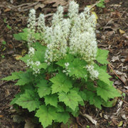 Tiarella cordifolia - Foamflower