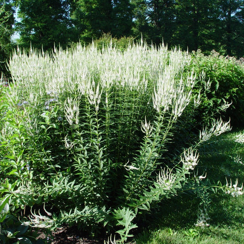 Veronicastrum virginicum 'Album' - culver's root