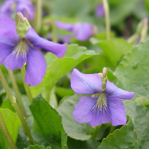 Viola sororia - Common Blue Violet