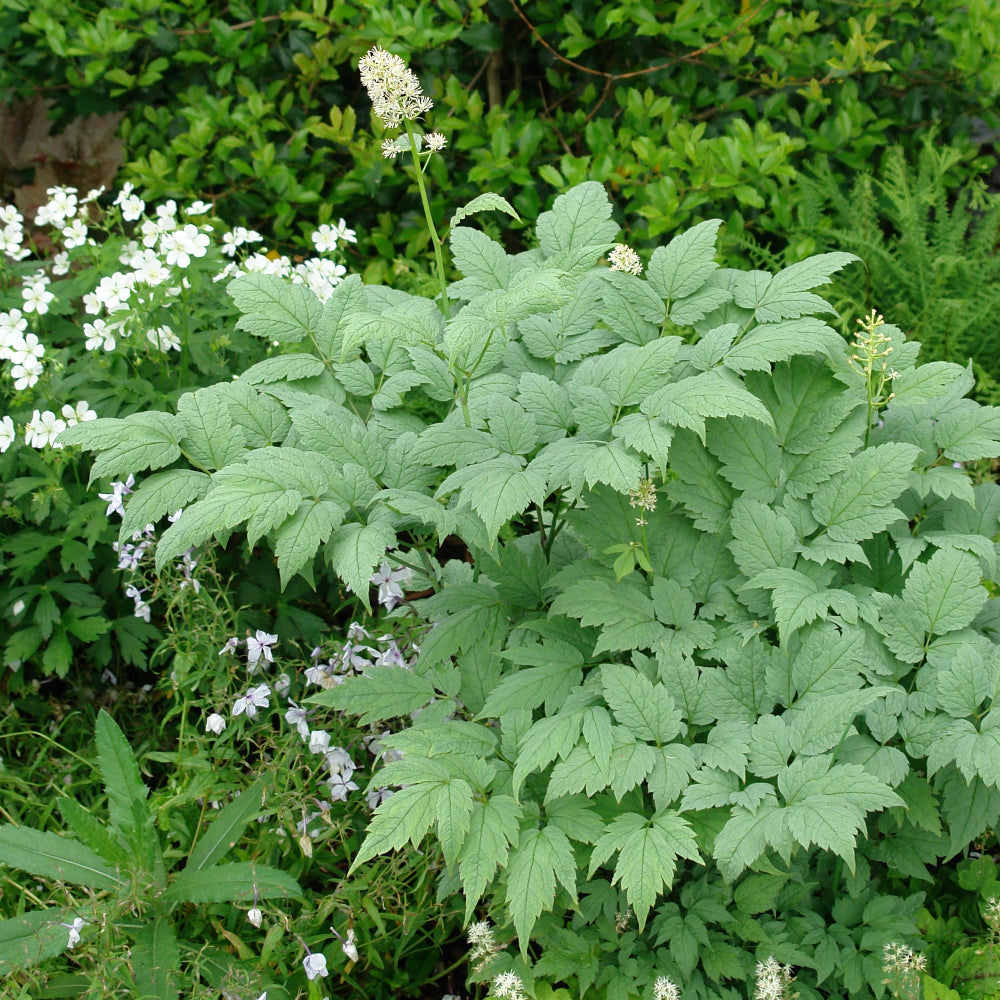 Actaea Pachypoda Misty Blue