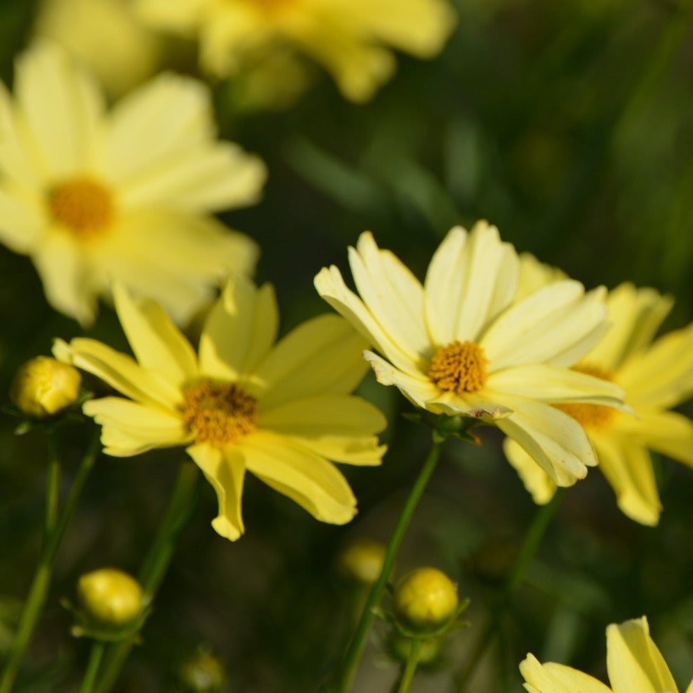 Buy Tickseed at your local garden center! – American Beauties