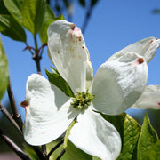 Cornus florida 'Cherokee Princess' - flowering dogwood