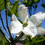 Cornus florida 'Cherokee Princess' - flowering dogwood