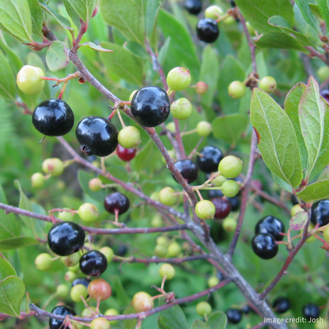 Gaylussacia baccata - Black Huckleberry