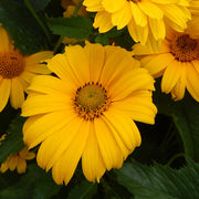 Heliopsis helianthoides 'Summer sun' - smooth ox-eye