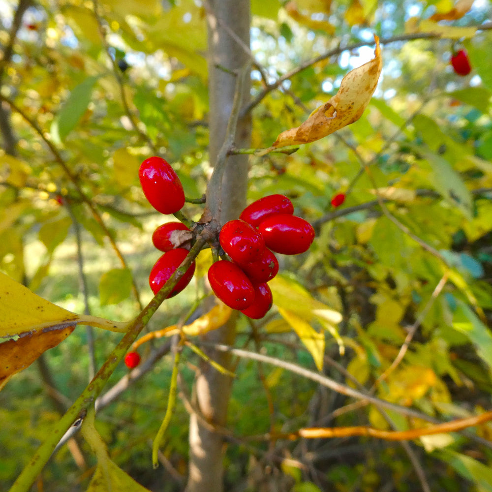 Lindera benzoin 'Scarlet Lady' - Scarlet Lady Spicebush – American
