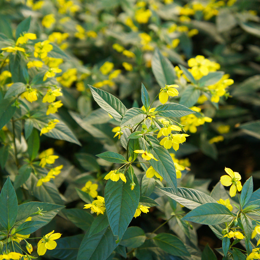Lysimachia ciliata