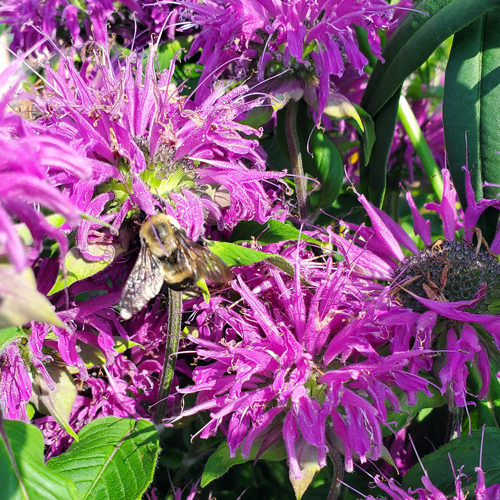 Buy Bee Balm at your local garden center! – American Beauties