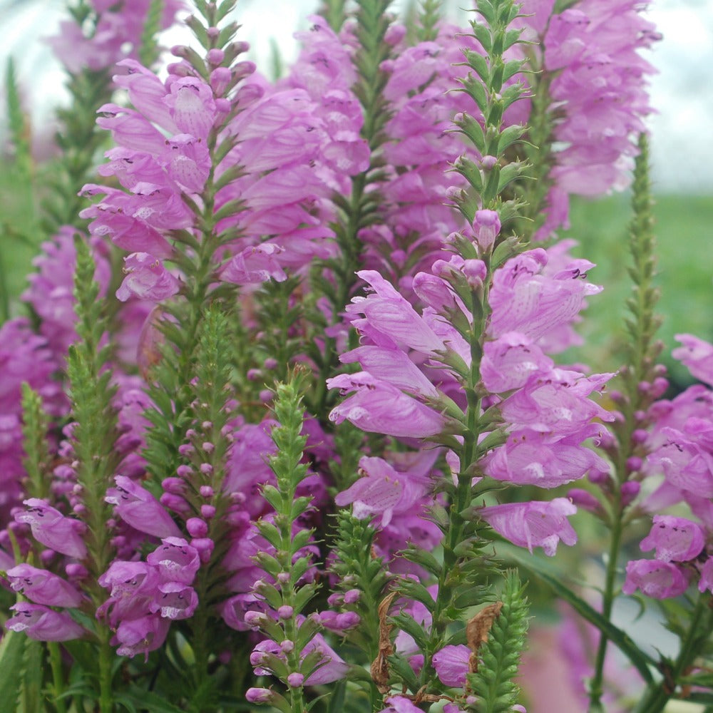 lavender obedient plant Buy obedient plant at your local garden center! – American Beauties Native Plants