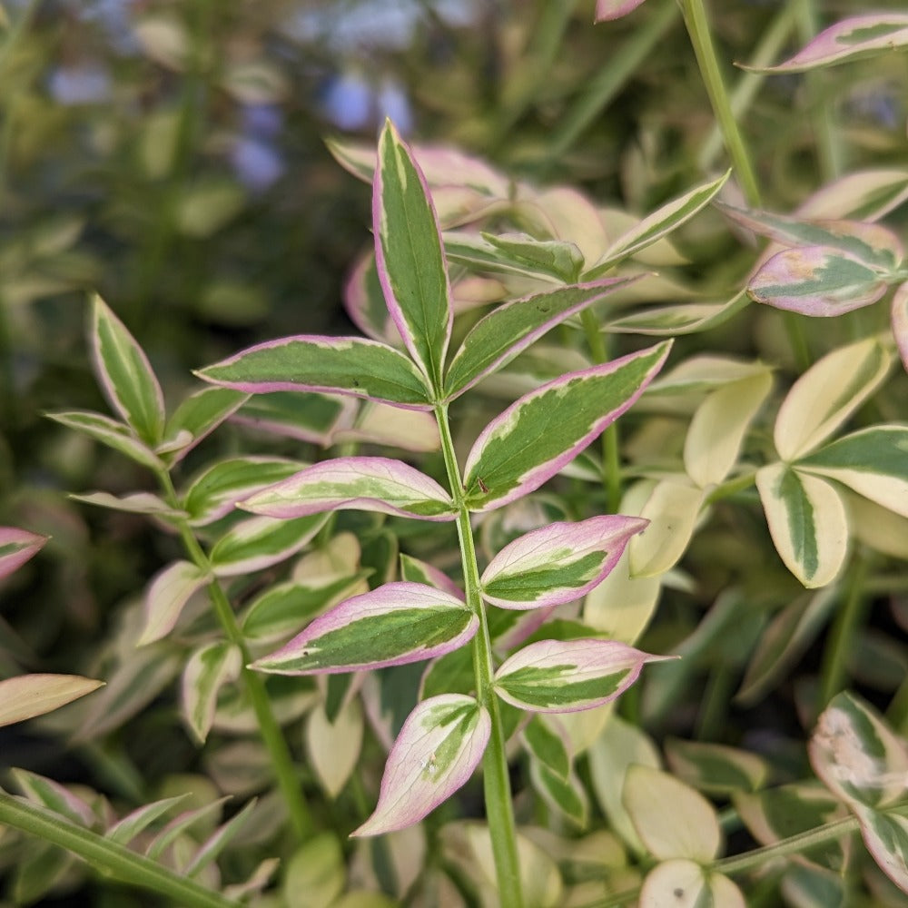 jacob's ladder succulent Buy Jacob's Ladder at your local garden center! – American Beauties Native Plants