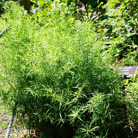 Pycnanthemum tenuifolium - Slender Mountain Mint