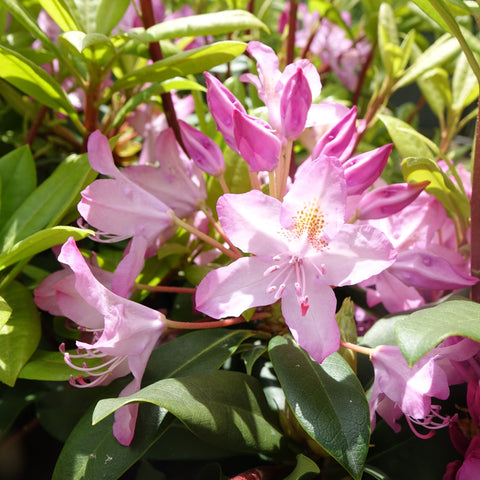 Rhododendron maximum 'Independence' - Independence Rosebay Rhododendron